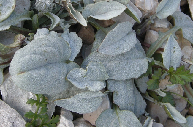 Crepis pygmaea subsp.pygmaea / Radicchiella dei ghiaioni